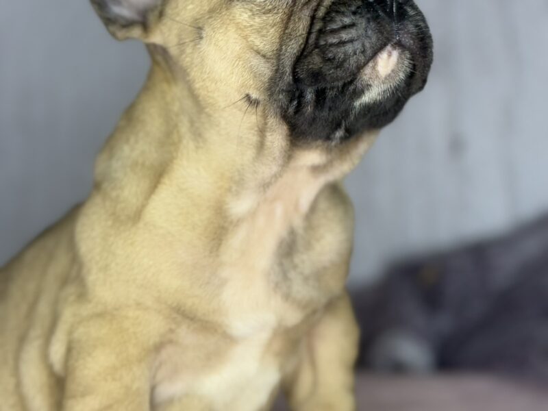 Francuski Buldog prelepi štenci