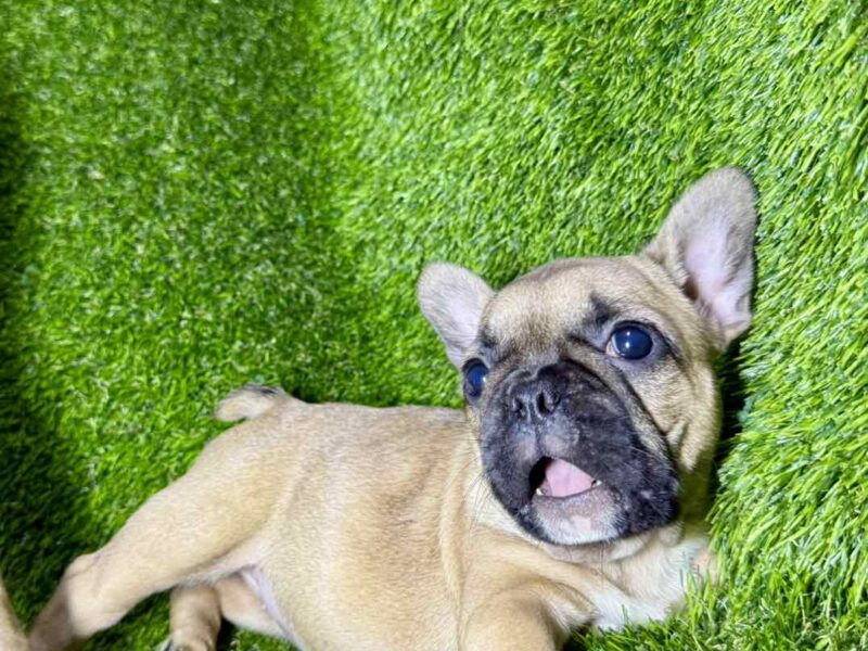 Francuski Buldog prelepi štenci