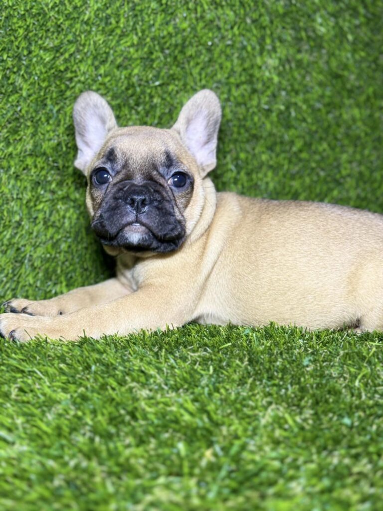 Francuski Buldog prelepi štenci