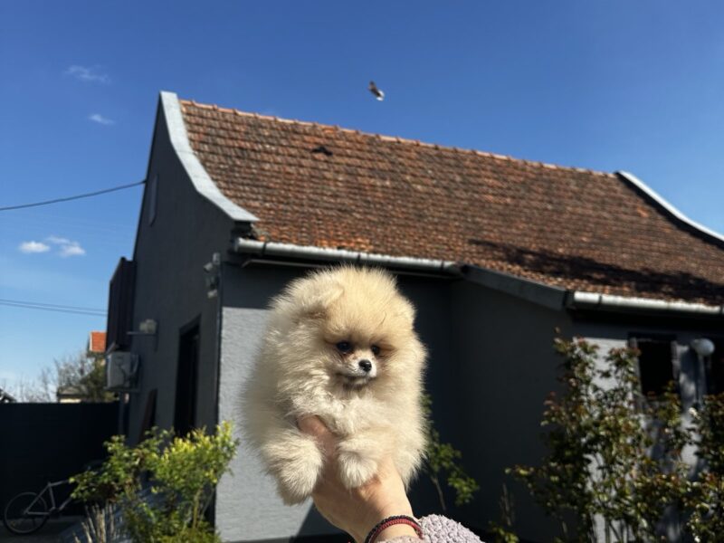 Pomeranac BOO medvedići, Pomeranski Špic štenci