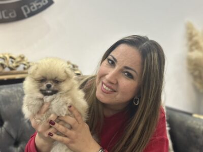 Pomeranac BOO medvedići, Pomeranski Špic štenci