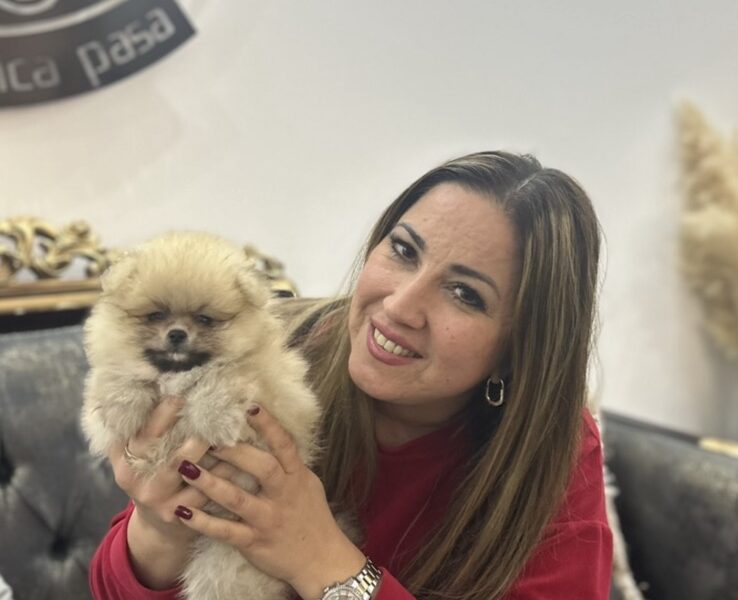 Pomeranac BOO medvedići, Pomeranski Špic štenci