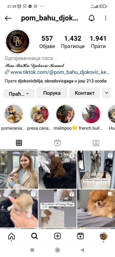 Pomeranac BOO medvedići, Pomeranski Špic štenci