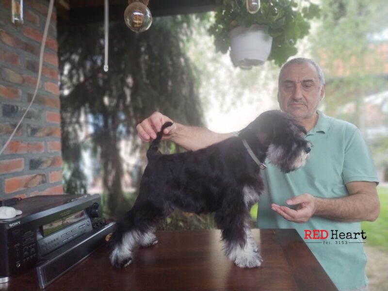 Patuljasti šnaucer žensko štene