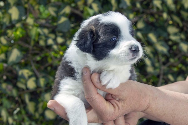 Border koli-Border collie, štenad