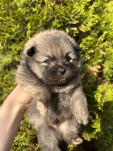 Prelepi štenci pomeranca