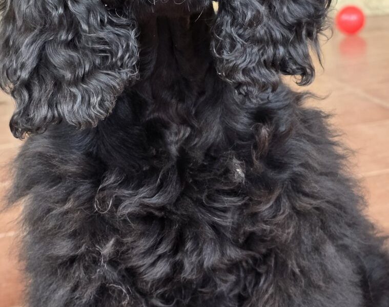 Štene američkog kokera vrhunskog kvaliteta