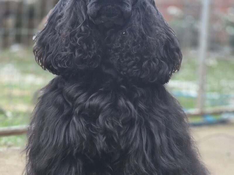 Štene američkog kokera vrhunskog kvaliteta