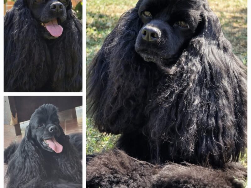 Štene američkog kokera vrhunskog kvaliteta