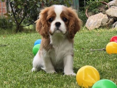 Cavalir king Charles spaniel štene vrhunskog kvaliteta