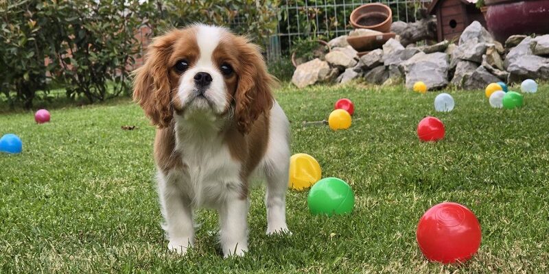 Cavalir king Charles spaniel štene vrhunskog kvaliteta