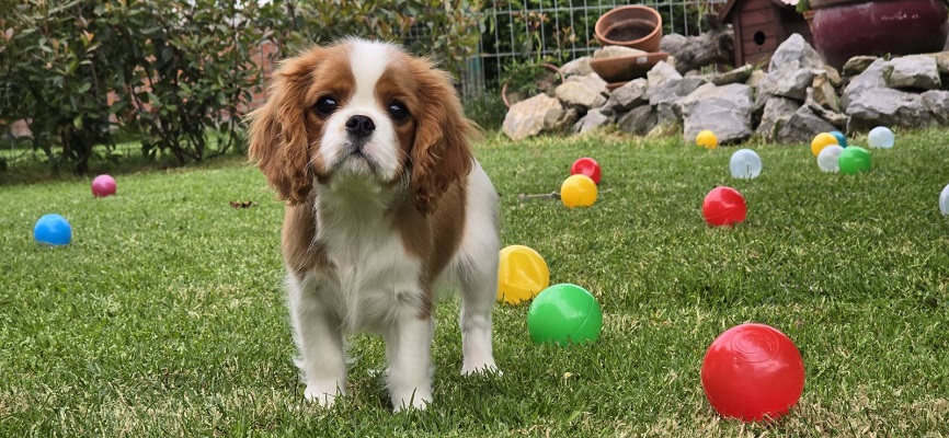 Cavalir king Charles spaniel štene vrhunskog kvaliteta