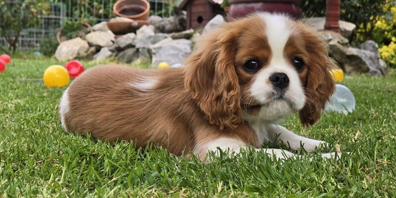 Cavalir king Charles spaniel štene vrhunskog kvaliteta