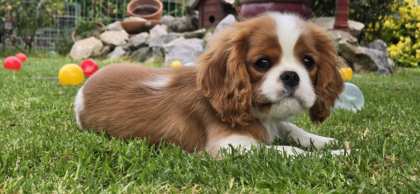 Cavalir king Charles spaniel štene vrhunskog kvaliteta