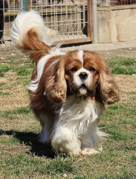 Cavalir king Charles spaniel štene vrhunskog kvaliteta