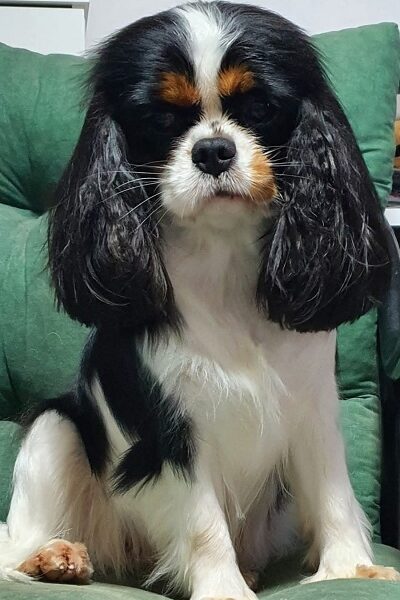 Cavalir king Charles spaniel štene vrhunskog kvaliteta