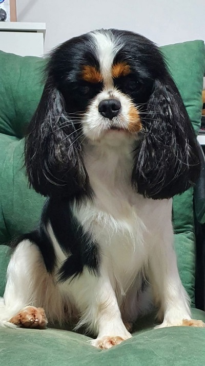 Cavalir king Charles spaniel štene vrhunskog kvaliteta