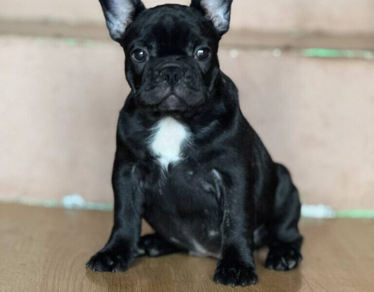 Francuski Buldog prelepi štenci