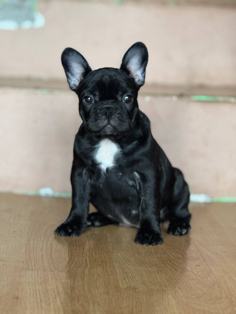 Francuski buldog prelepi štenci
