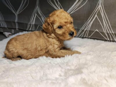 Mini Pudle prelepi štenci