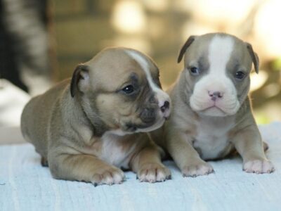 American bully (Američki buli)