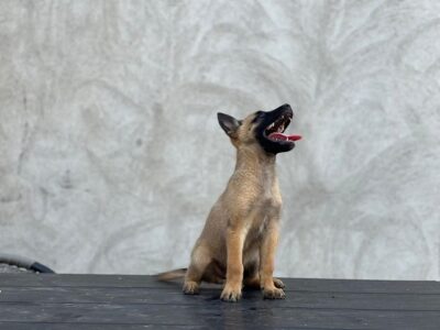 Belgijski ovčar - Malinoa