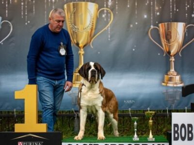 Bernardinac, štenci