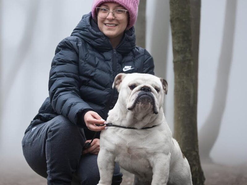 Engleski buldog