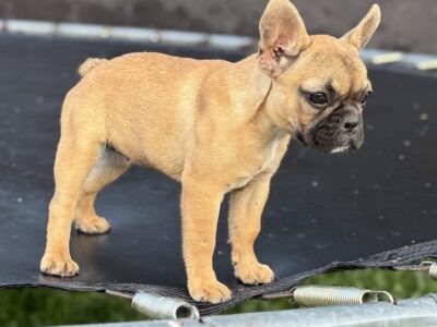 Francuski Buldog