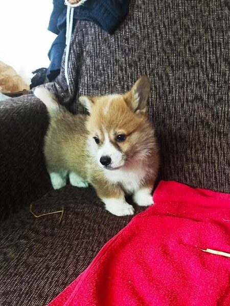 Velški Korgi Pembork, štenci