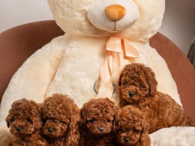 Crvene patuljaste i toy pudle