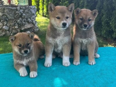 Shiba inu (šiba inu) štenci