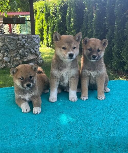 Shiba inu (šiba inu) štenci