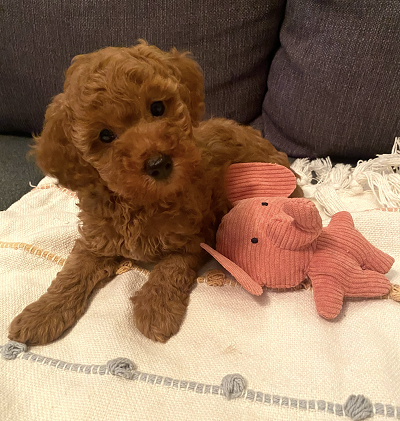 CRVENA TOY PUDLA - štenci na prodaju!