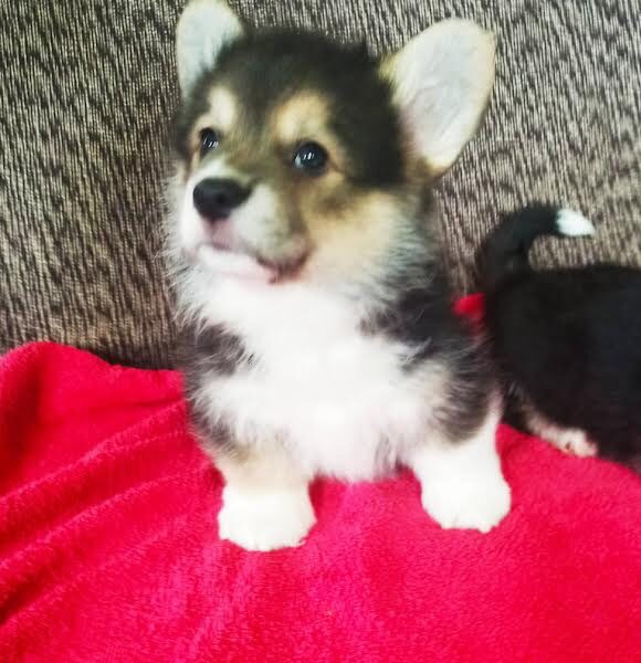 Velški Korgi Pembork, štenci