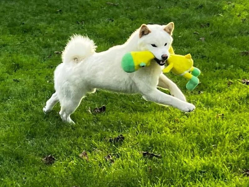 Shiba inu (šiba inu) štenci