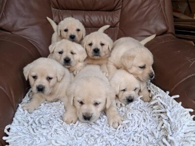 Labrador retriver štenci bele boje