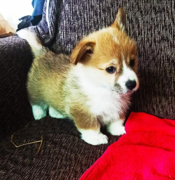 Velški Korgi Pembork, štenci