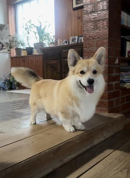 Velški Korgi Pembork, štenci