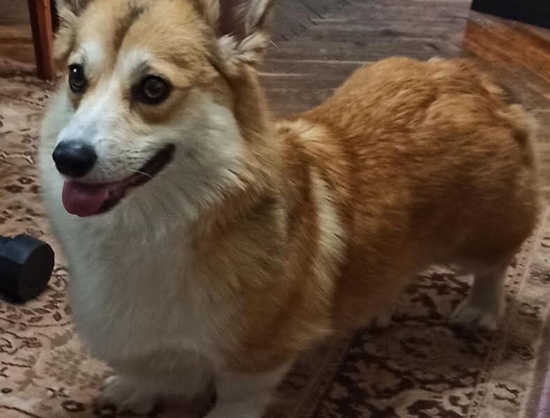 Velški Korgi Pembork, štenci