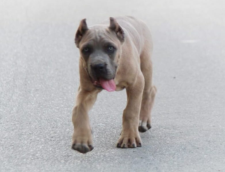 Cane Corso vrhunski štenci