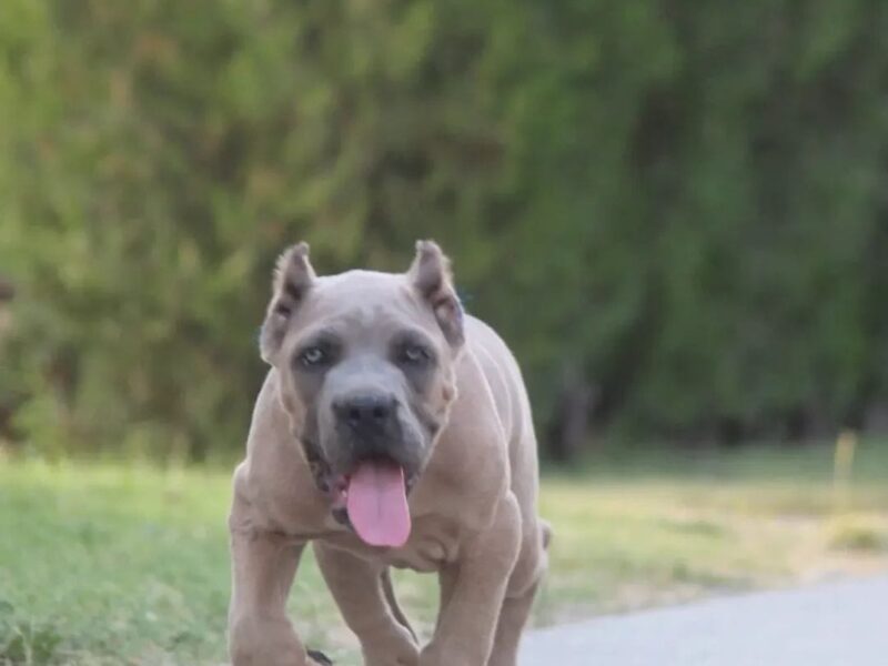Cane Corso vrhunski štenci