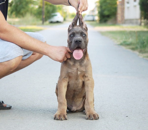 Cane Corso vrhunski štenci