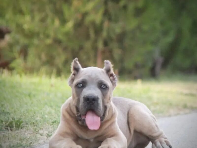 Cane Corso vrhunski štenci