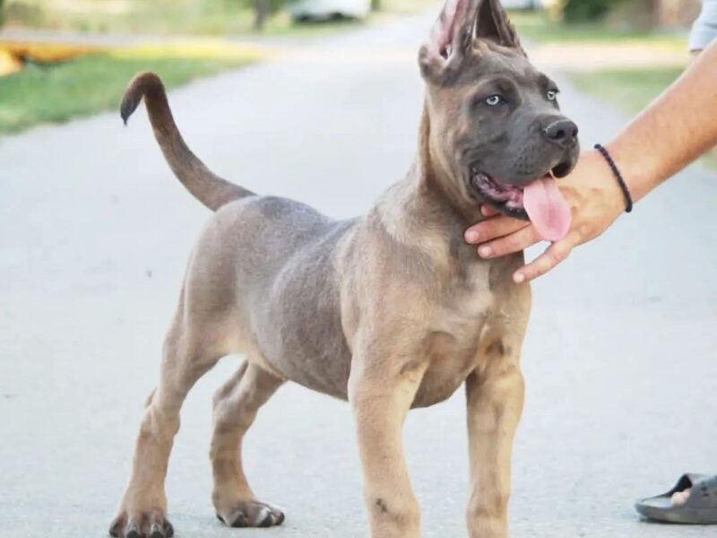 Cane Corso vrhunski štenci