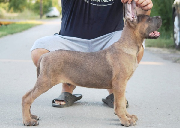 Cane Corso vrhunski štenci