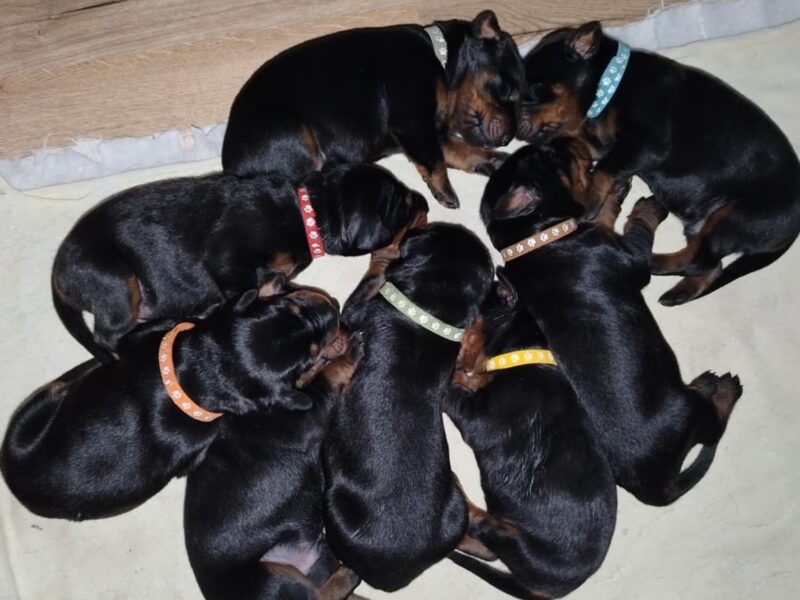 Doberman stenci