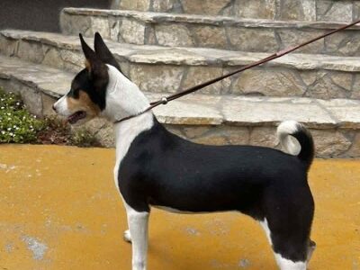 Prelepi BASENJI štenci