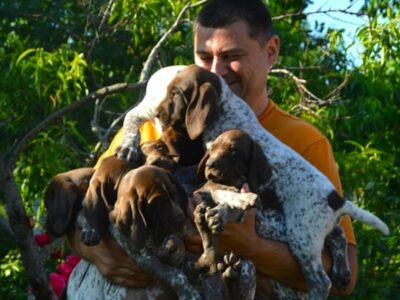 Nemački kratkodlaki ptičar štenci