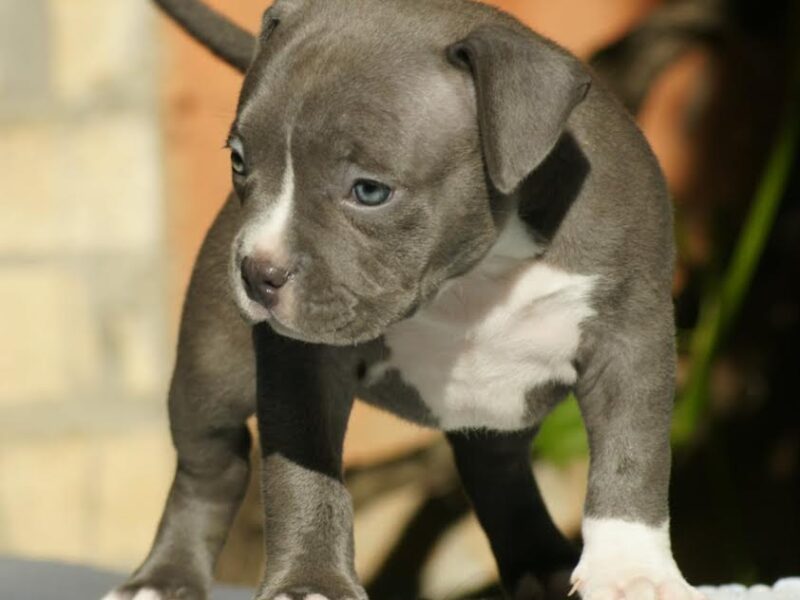 American bully (Američki buli)